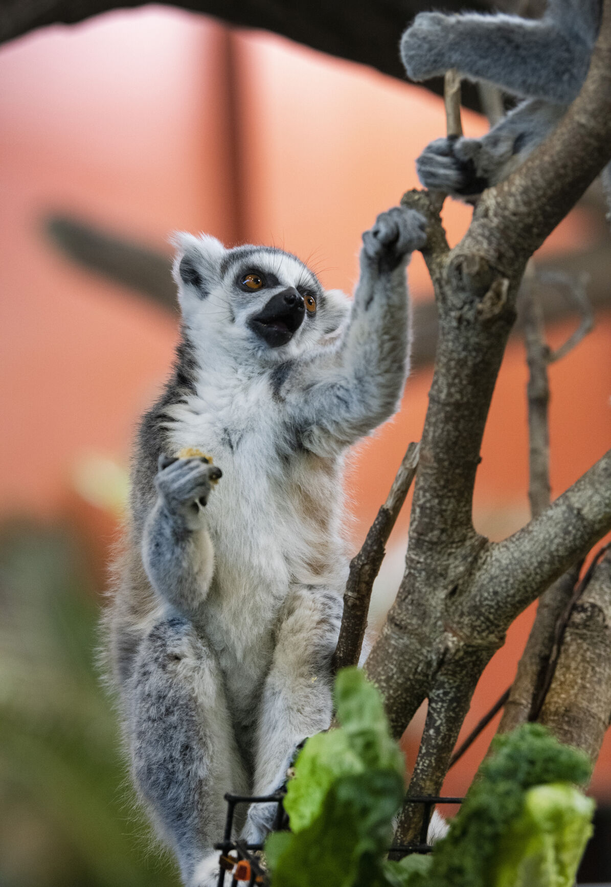 Seven remarkable facts about the ring-tailed lemur | Sponsored |  djournal.com